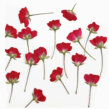 100buc Presat de Trandafir Uscate Flori Plante Pentru Epoxidică Rășină Pandantiv Colier Bijuterii de Luare Cazul de Fata Machiaj Ambarcațiuni DIY Accesorii