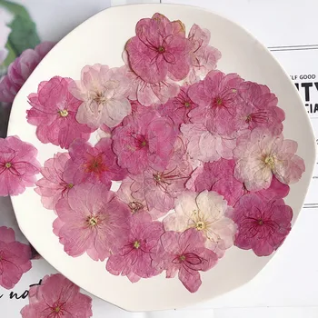 12pcs 3-4cm Presate Uscat Sakura Flori Plante Ierbar Pentru Rășină Epoxidică de Luare de Bijuterii Machiaj Fata DIY Lumânare