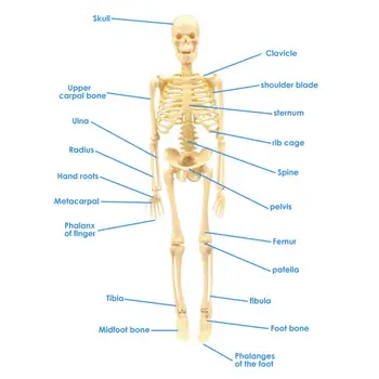 35CM Model de Schelet en-Gros Afla Ajutor de Anatomie de Artă Schiță de Halloween Flexibil Umane Anatomice Anatomia Osoasă Jucărie de Învățământ