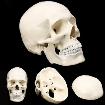 Viața Dimensiunea Umană Anatomice Anatomie Rășină Cap De Schelet, Craniu Model De Predare Rechizite Școlare