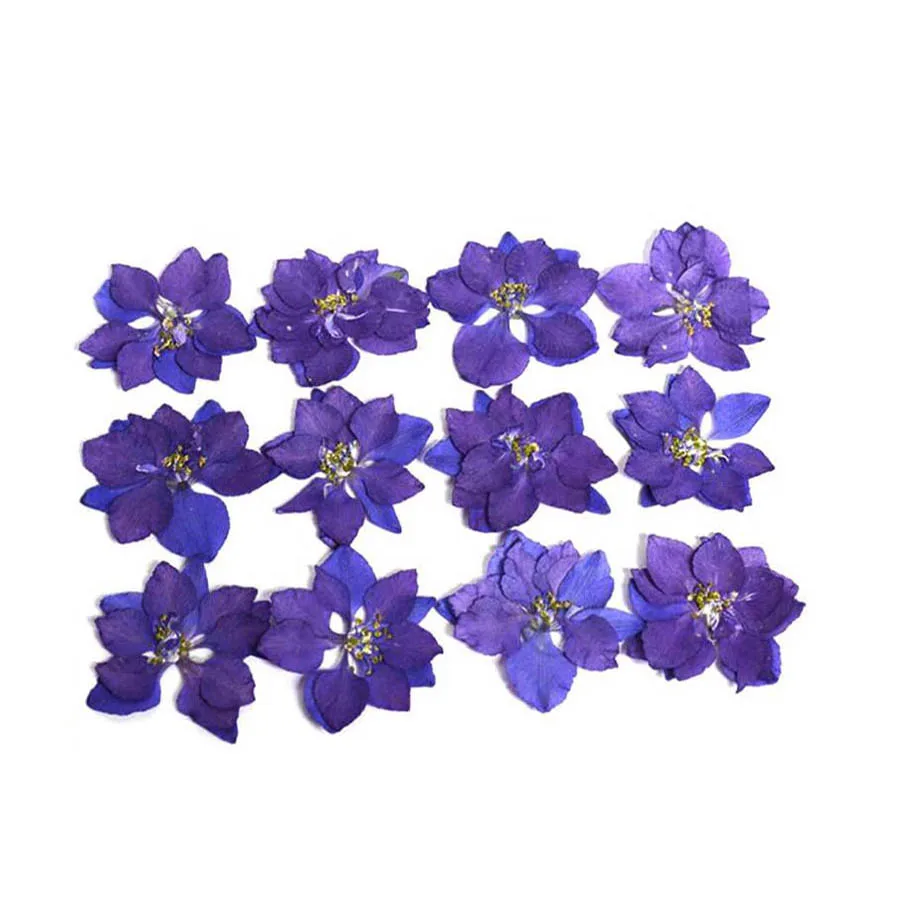 250pcs Naturale, Uscate, Presate Violet Consolida Ajacis Flori Plante Ierbar Pentru Bijuterii Caz de Telefon Marcaj carte Poștală DIY 1